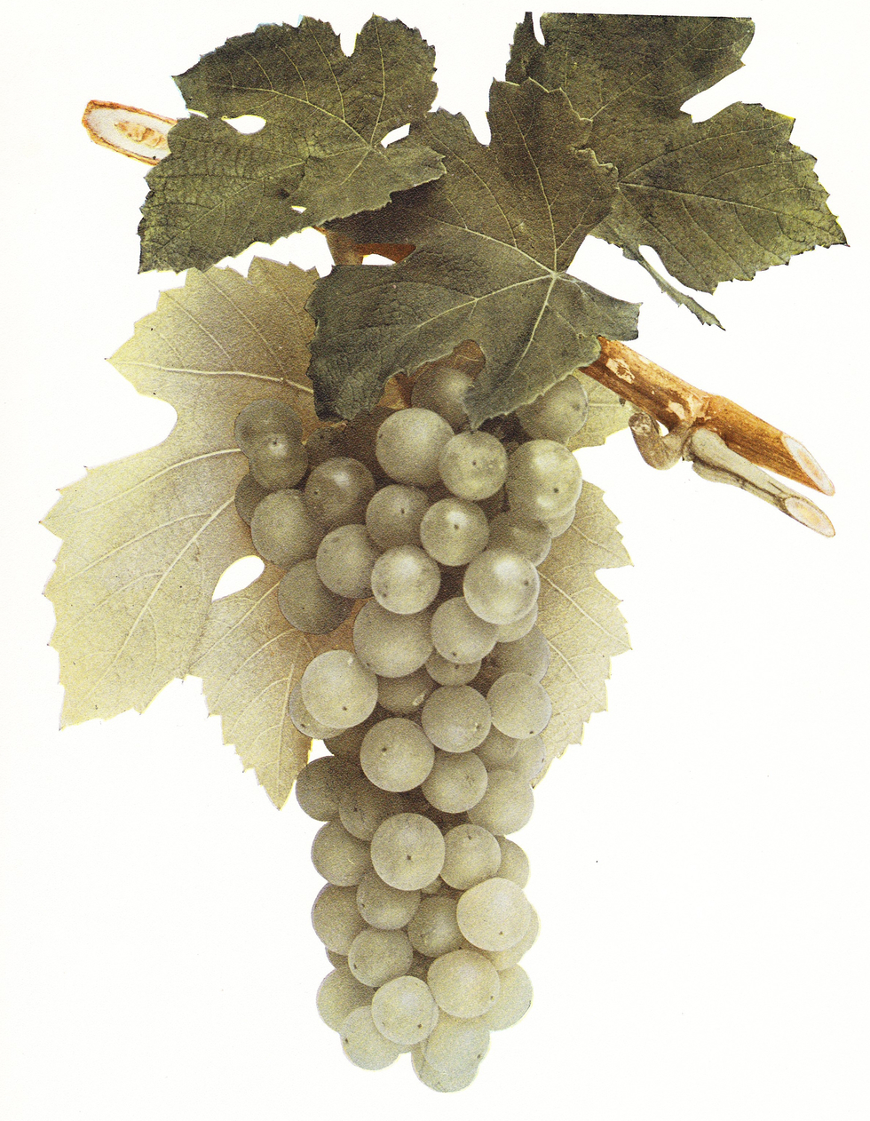 crotonhistory_croton_grape.jpg