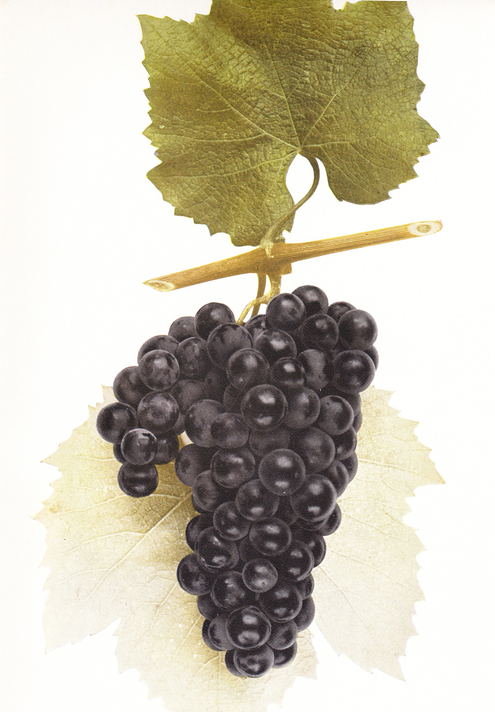 crotonhistory_senasqua_grape.jpg