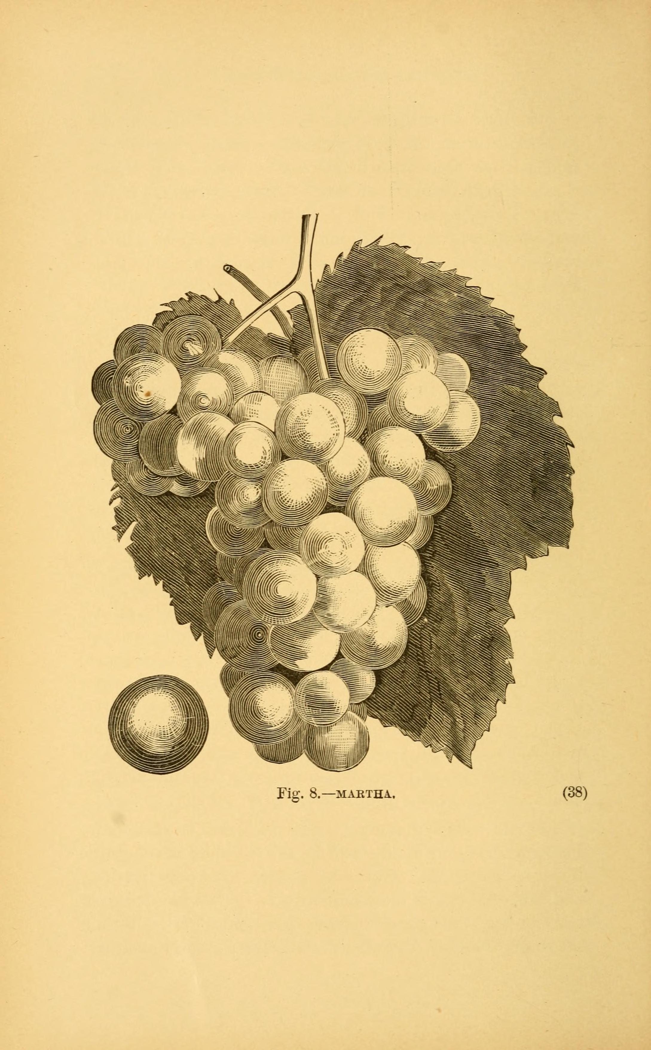 The Grape King's Secret: How an 1865 Wine Bore a 7,000-Year-Old Name