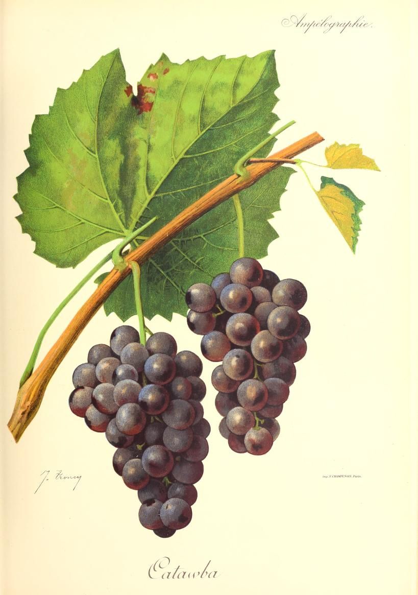 Catawba Grape Illustration