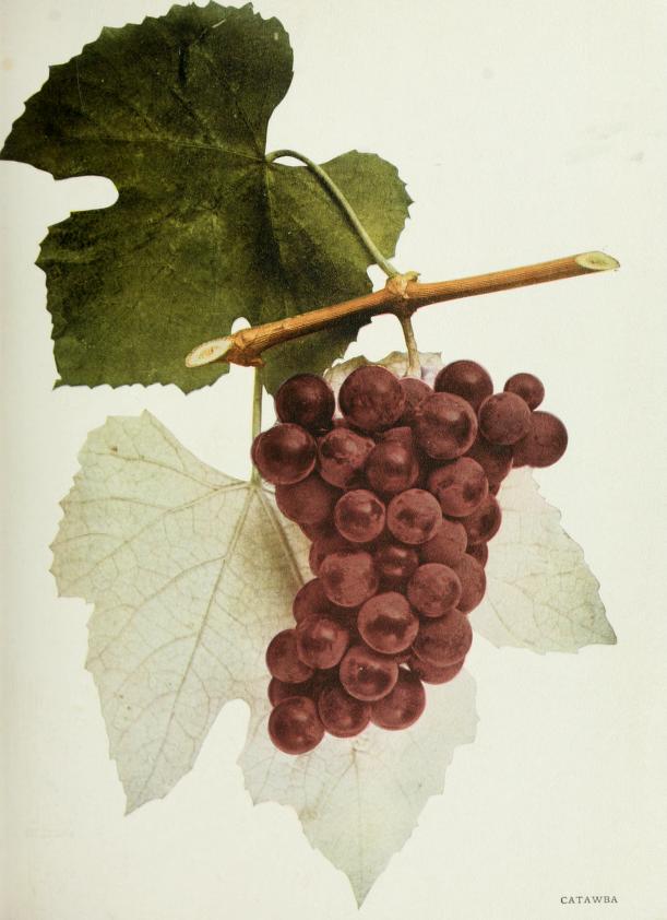 Catawba Grape — Grapes of New York (1908)