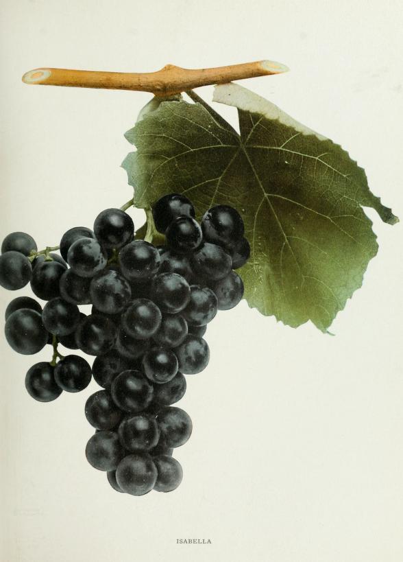 Isabella Grape — Grapes of New York (1908)